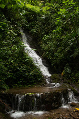 Fototapeta premium Waterfall surrounded by forest with a small natural pool, in the forests of the waterfall sanctuary in Mindo, Ecuador. 