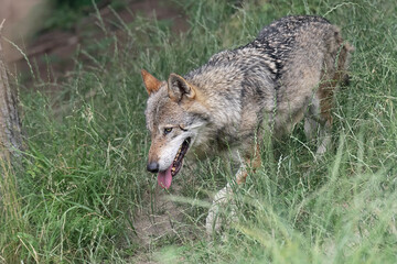 Wild Alps, the Italian wolf at dusk (Canis lupus italicus)