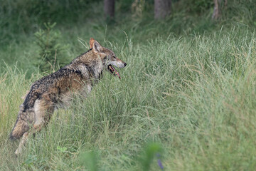 Wild Italy, the Italian wolf (Canis lupus italicus)