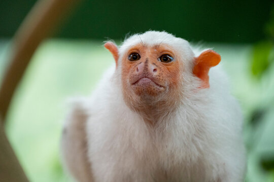 Premium AI Image  Albino monkey with white fur Portrait of a rare animal  primate on the background