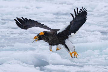 Fight of two Stellar sea eagle to snatch the fish on drift ice at Rausu, Hokkaido Japan