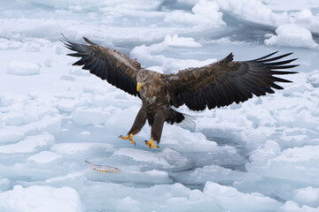 White tailed eagle in flight ready to catch the fish on  drift ice at Rausu Hokkaido Japan