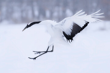Red crowned crane in flight at Tsurui Mura, Hokkaido Japan