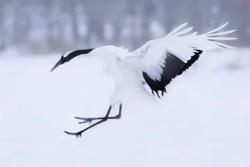 Fotobehang Kraanvogels Red crowned crane in flight at Tsurui Mura, Hokkaido Japan  © Kiran Joshi