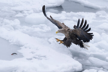 White tailed eagle in flight ready to catch the fish on  drift ice at Rausu Hokkaido Japan