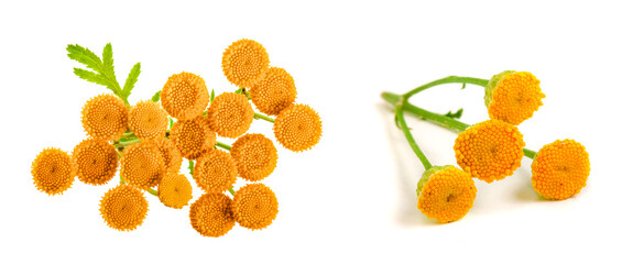 tansy with leaf isolated on a white background. Top view. Medical herb