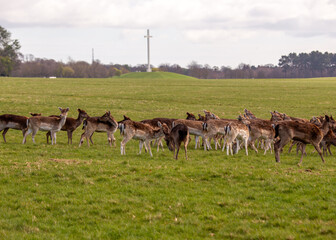 Fallow Deer (Dama dama) - Majestic Deer near Papal Cross, Phoenix Park, Dublin, Ireland