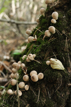 Many mushrooms grow on an old stump in the forest