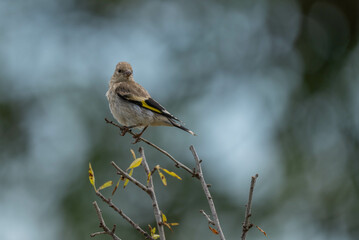 young european goldfinch on the branch