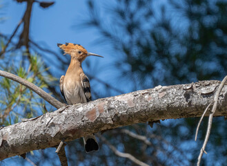 eurasian hoopoe on the branch of a pine