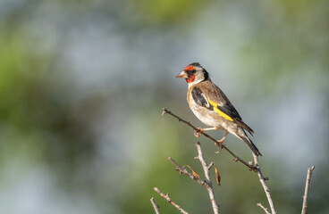 european goldfinch on the branch