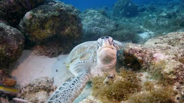 Sea Turtle in the coral reef of the Caribbean Sea