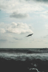 Fototapeta na wymiar Beach vulture flying