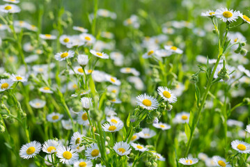 Delicate daisies on a green background on a sunny day.