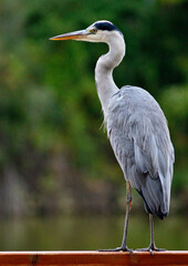 grey heron