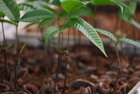 Seedlings of Canarium indicum, known as galip nut, is a mainly dioecious tree