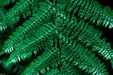 Green leaf abstract background, Leaf texture