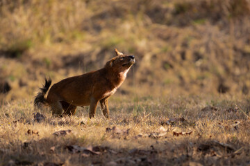 Indian Wild dog Dhole in natural habitat of Tadoba Andhari Tiger reserve