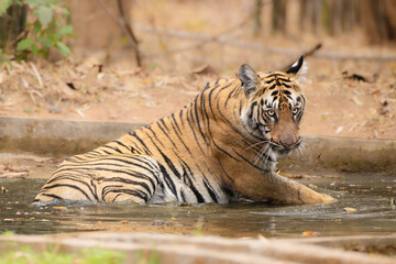 Royal Bengal tiger in natural habitat of Tadoba-Andhari Tiger reserve