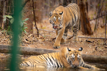 Fototapeta na wymiar Royal Bengal tiger in natural habitat of Tadoba-Andhari Tiger reserve