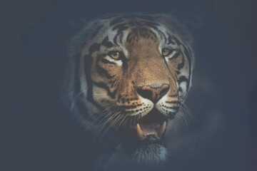 Royal Bengal tiger in natural habitat of Tadoba-Andhari Tiger reserve