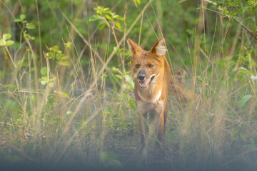 Indian Wild dog Dhole in natural habitat of Tadoba Andhari Tiger reserve