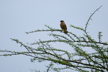 Perched Brahminy Starling on babul tree with blue sky in background