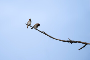 Pair of scaly breasted munia perched on the branch of tree in its natural habitat with a blue sky in the background