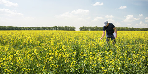 Man farmer examine the field of canola rapseed using checklist. Banner with place for text.