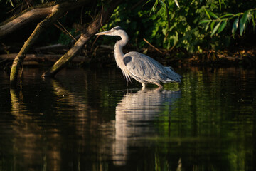 gray heron fishing in the morning