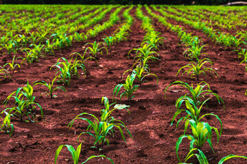 Rows of baby corns in Corn field