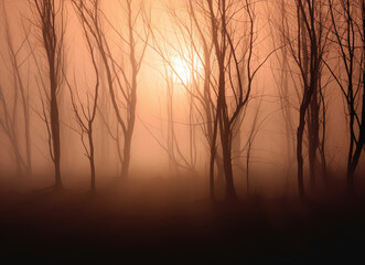  morning  with misty fog in the forest  