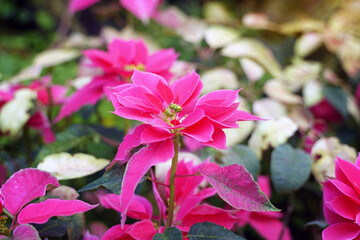 Poinsettia is a shrub with dark green foliage. Spear-shaped bracts come in many colors, including white, yellow, red and pink. Yellow flowers form a bouquet at the end of the top.