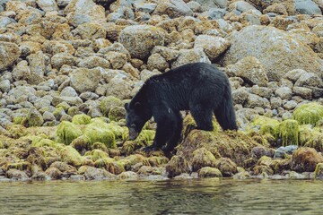 Black bear on Rocky beach