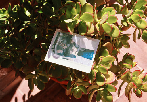 Mockup of customizable instant camera photo print in plant, available in different effects