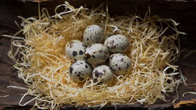 Quail eggs in a straw nest.Nest in the old bark from a tree