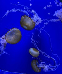 jelly fish in aquarium