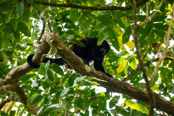 Mantled howler monkey in the tree