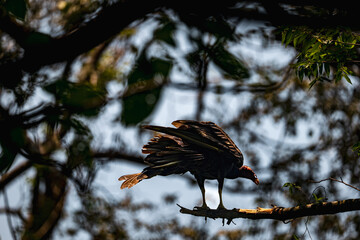 Majestic Turkey Vulture Poses on Branch