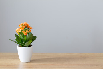 Kalanchoe in  white flower pot on  wooden shelf against  gray wall