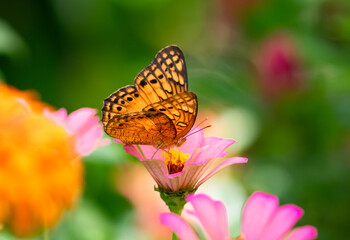 Obraz premium Artistic photo of orange butterfly on a pink Zinnia with blurred flower garden in background