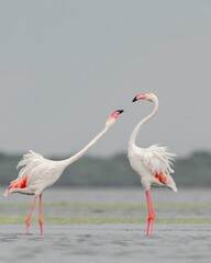 Most Romantic photo of Flamingo starting the fight