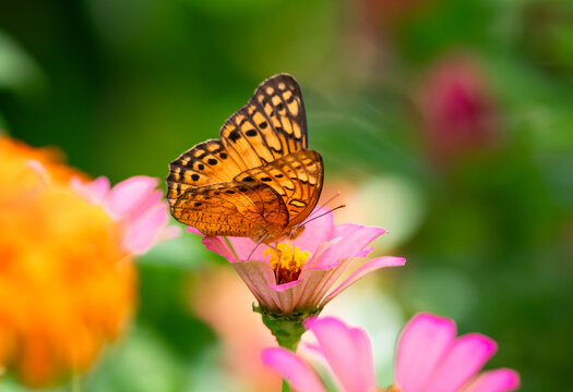 Artistic photo of orange butterfly on a pink Zinnia with blurred flower garden in background