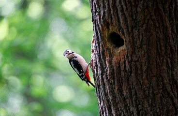 Great spotted woodpecker and chicks