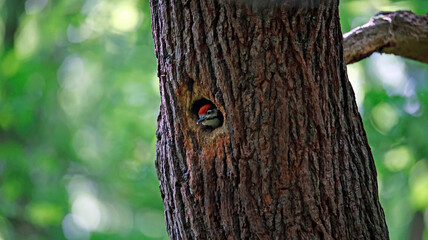 Great spotted woodpecker and chicks
