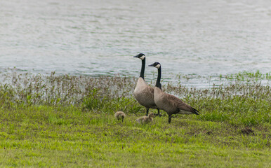 The Geese Family