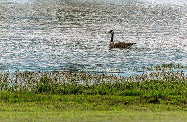The Geese Family