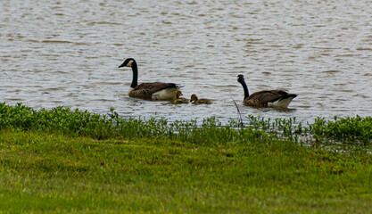 The Geese Family