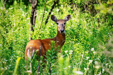 A White-tailed deer, a doe, pauses from her feeding to gaze at the camera.