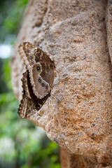 blue butterfly morpho peleidws sits on a stone, side view. Butterfly wings place for inscription